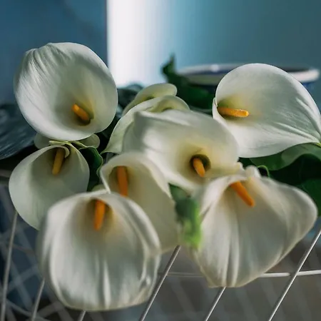 فندق مبيت وإفطار Anthea لينغواغلوسا